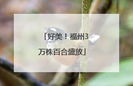 好美！福州3万株百合盛放